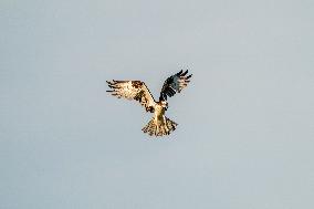 Osprey Hunting At Sunrise On The Great Miami River