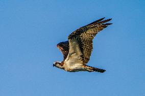 Osprey Hunting At Sunrise On The Great Miami River