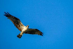 Osprey Hunting At Sunrise On The Great Miami River