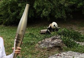 Olympic Torch At Beauval Zoo In Saint-Aignan