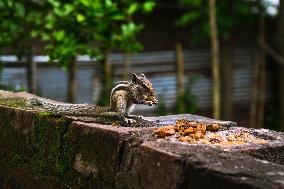 Animal India - Funambulus Pennantii