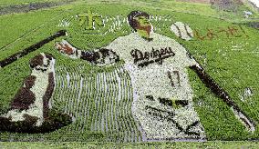 Rice paddy art of Shohei Ohtani