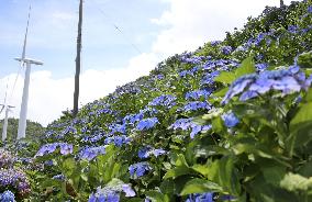 Hydrangea flowers