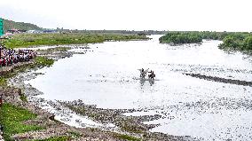 Horse Running