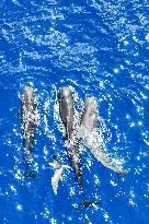 (HainanOutlook)CHINA-HAINAN-SHORT-FINNED PILOT WHALE-BIODIVERSITY (CN)