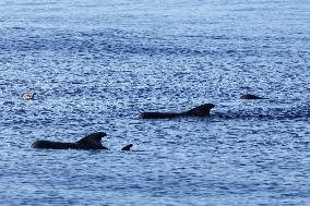 (HainanOutlook)CHINA-HAINAN-SHORT-FINNED PILOT WHALE-BIODIVERSITY (CN)