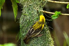 The Baya Weaver Birds - Ajmer