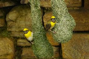 The Baya Weaver Birds - Ajmer