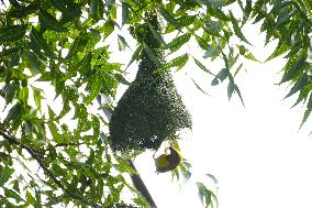 The Baya Weaver Birds - Ajmer