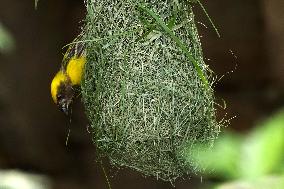 The Baya Weaver Birds - Ajmer