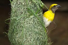 The Baya Weaver Birds - Ajmer