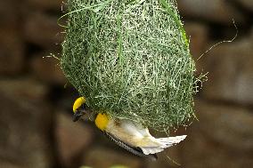 The Baya Weaver Birds - Ajmer