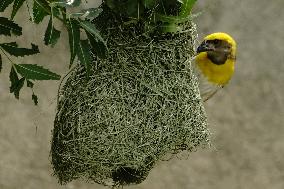 The Baya Weaver Birds - Ajmer