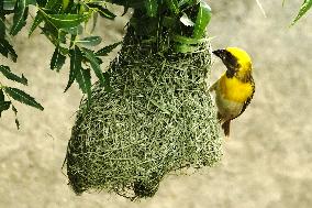 The Baya Weaver Birds - Ajmer