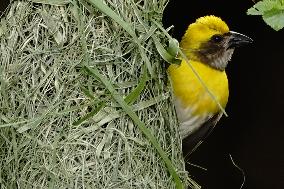 The Baya Weaver Birds - Ajmer