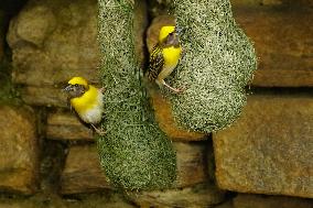 The Baya Weaver Birds - Ajmer