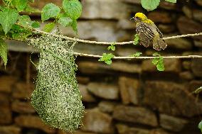 The Baya Weaver Birds - Ajmer