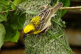 The Baya Weaver Birds - Ajmer