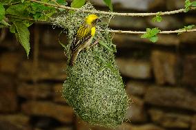 The Baya Weaver Birds - Ajmer