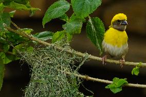 The Baya Weaver Birds - Ajmer