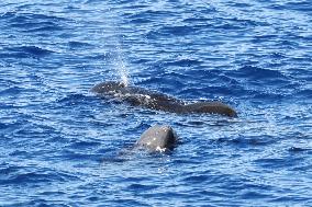 (HainanOutlook)CHINA-HAINAN-SHORT-FINNED PILOT WHALE-BIODIVERSITY (CN)