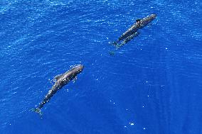 (HainanOutlook)CHINA-HAINAN-SHORT-FINNED PILOT WHALE-BIODIVERSITY (CN)