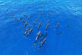 (HainanOutlook)CHINA-HAINAN-SHORT-FINNED PILOT WHALE-BIODIVERSITY (CN)