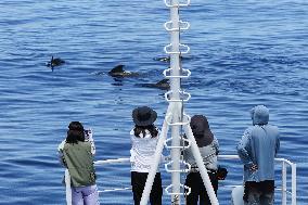 (HainanOutlook)CHINA-HAINAN-SHORT-FINNED PILOT WHALE-BIODIVERSITY (CN)