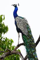 Peacock - Ajmer