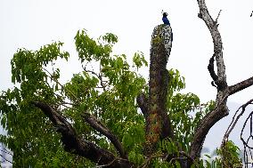 Peacock - Ajmer