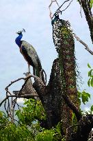 Peacock - Ajmer