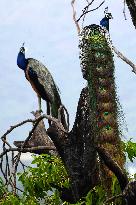 Peacock - Ajmer