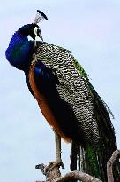 Peacock - Ajmer