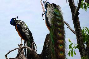 Peacock - Ajmer