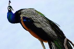 Peacock - Ajmer