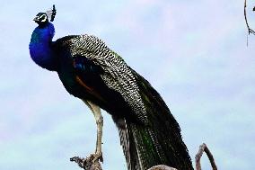 Peacock - Ajmer