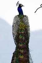 Peacock - Ajmer