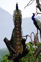 Peacock - Ajmer