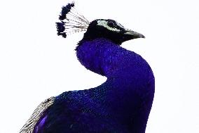 Peacock - Ajmer