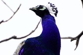 Peacock - Ajmer