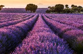 Lavender Fields - Spain