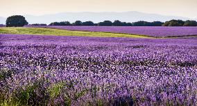 Lavender Fields - Spain