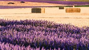 Lavender Fields - Spain