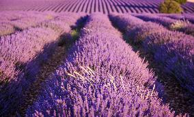 Lavender Fields - Spain