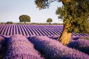 Lavender Fields - Spain