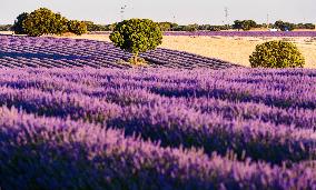 Lavender Fields - Spain