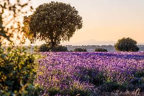 Lavender Fields - Spain