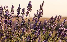 Lavender Fields - Spain