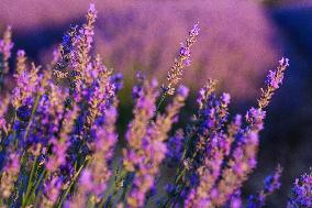 Lavender Fields - Spain