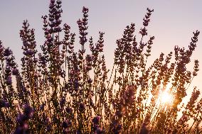 Lavender Fields - Spain